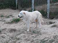 abruzzese shepherd dog baffo type